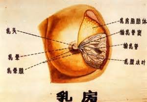 ͼġǸֽϻ